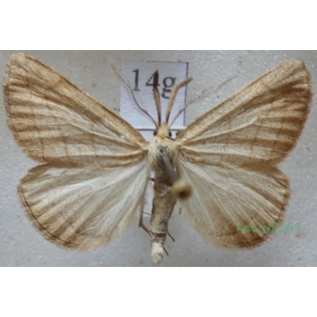 Polypogon tentacularia (Linnaeus, 1758) Szczękalica kleszczanka Czech14g